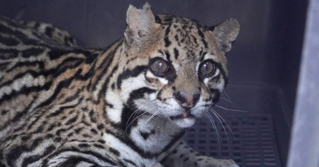 jaguatirica-atingida-por-mais-de-20-tiros-volta-a-natureza