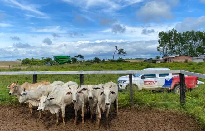 produtores-tem-ate-13-de-junho-para-atualizar-cadastro-de-animais-no-para