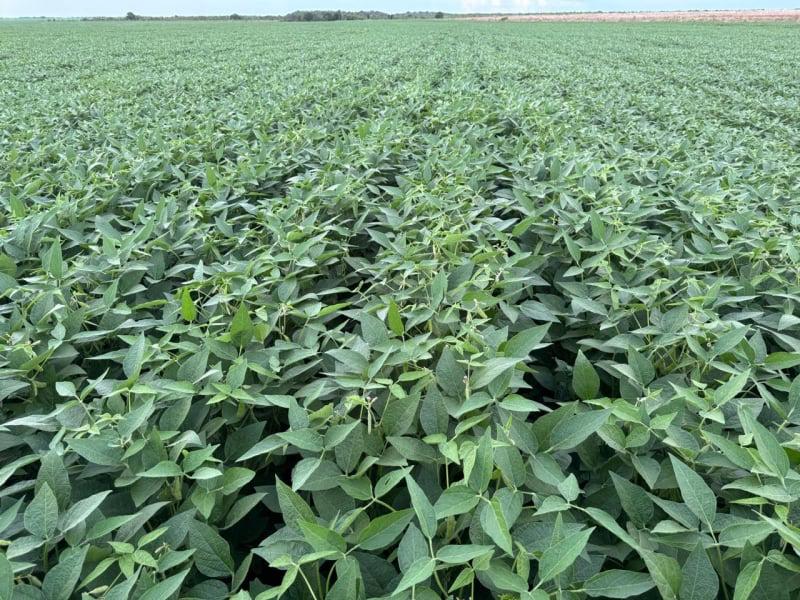 agro-amapa