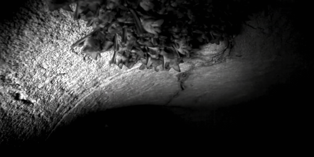 casos-de-morcegos-em-areas-urbanas-crescem-no-rio