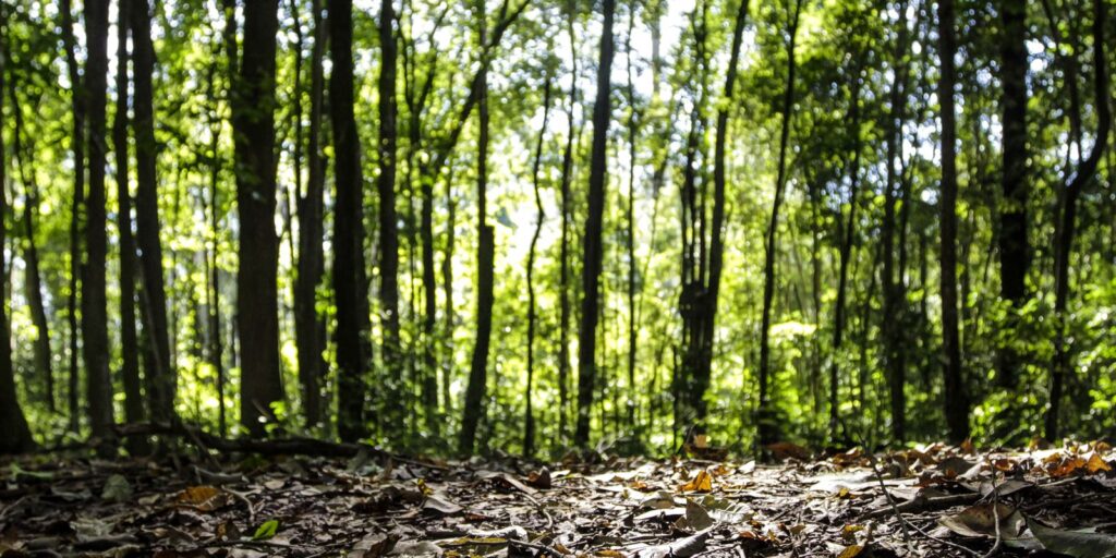 producao-florestal-do-pais-cresce-16,7%-e-chega-a-r$-44,3-bi-em-2024