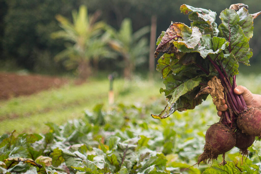 folhas-da-beterraba-sao-aliadas-do-intestino-e-podem-prevenir-cancer,-aponta-pesquisa-brasileira