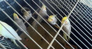 operacao-conjunta-retira-aves-exoticas-de-fernando-de-noronha