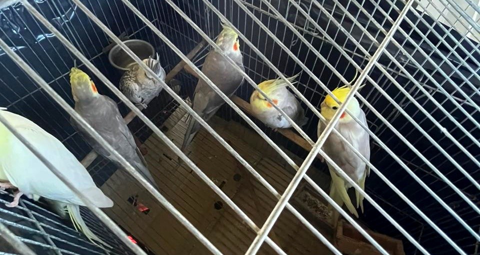 operacao-conjunta-retira-aves-exoticas-de-fernando-de-noronha