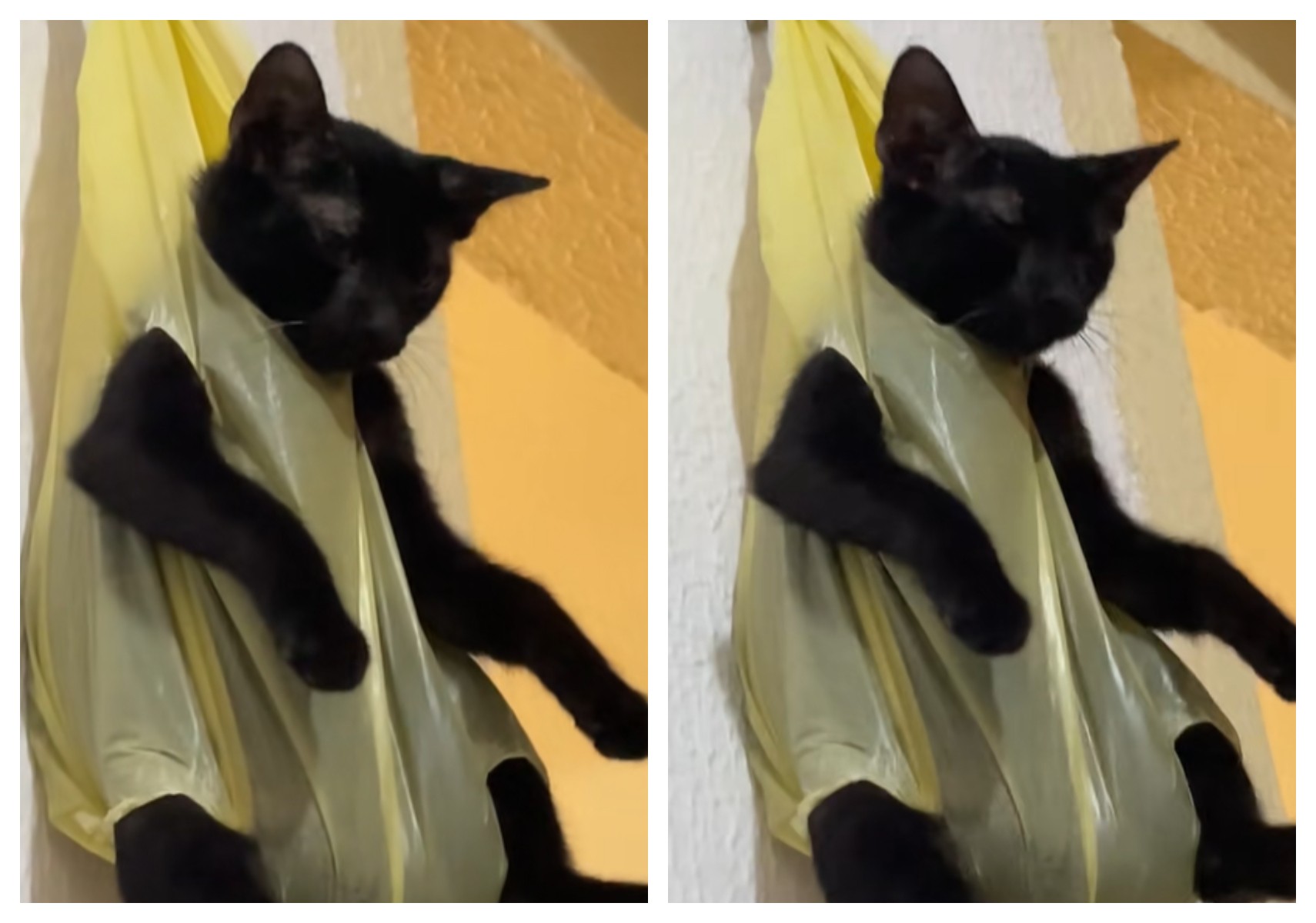 video-de-gato-pendurado-em-sacola-como-‘castigo’-viraliza-nas-redes;-veja