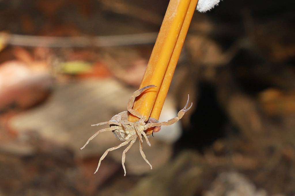 sp-e-o-estado-com-mais-acidentes-com-escorpioes;-veja-que-fazer-se-for-picado