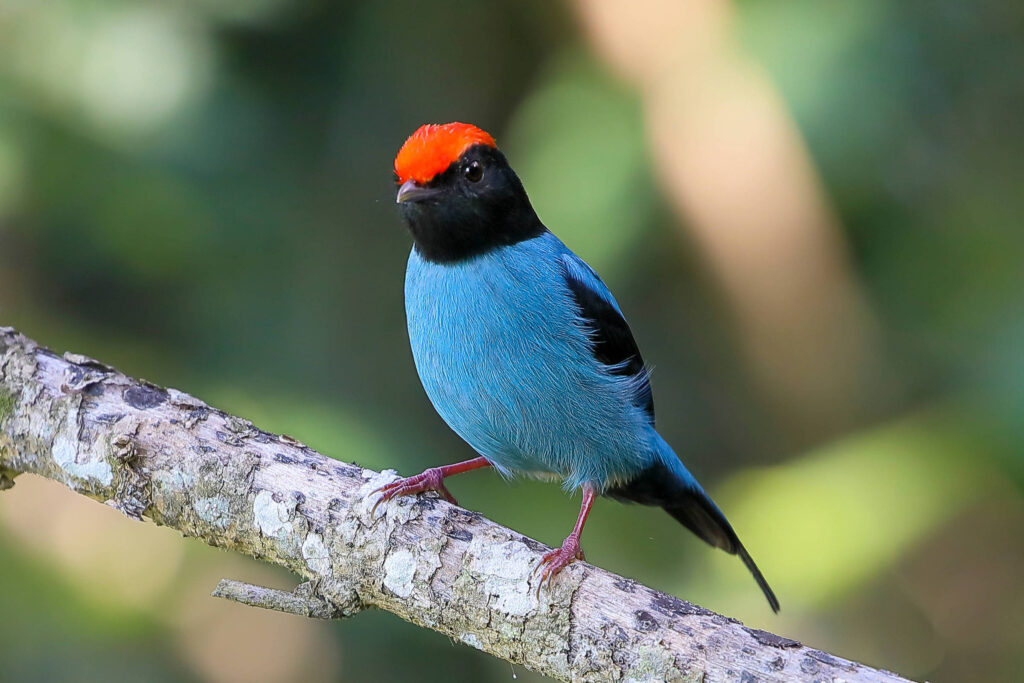 a-mentira-do-tangara-tem-caudas-longas