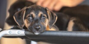 saiba-como-educar-criancas-e-adolescentes-para-respeitar-os-animais