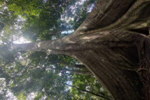 a-sequoia-selenita,-a-soja-e-as-sumaumas