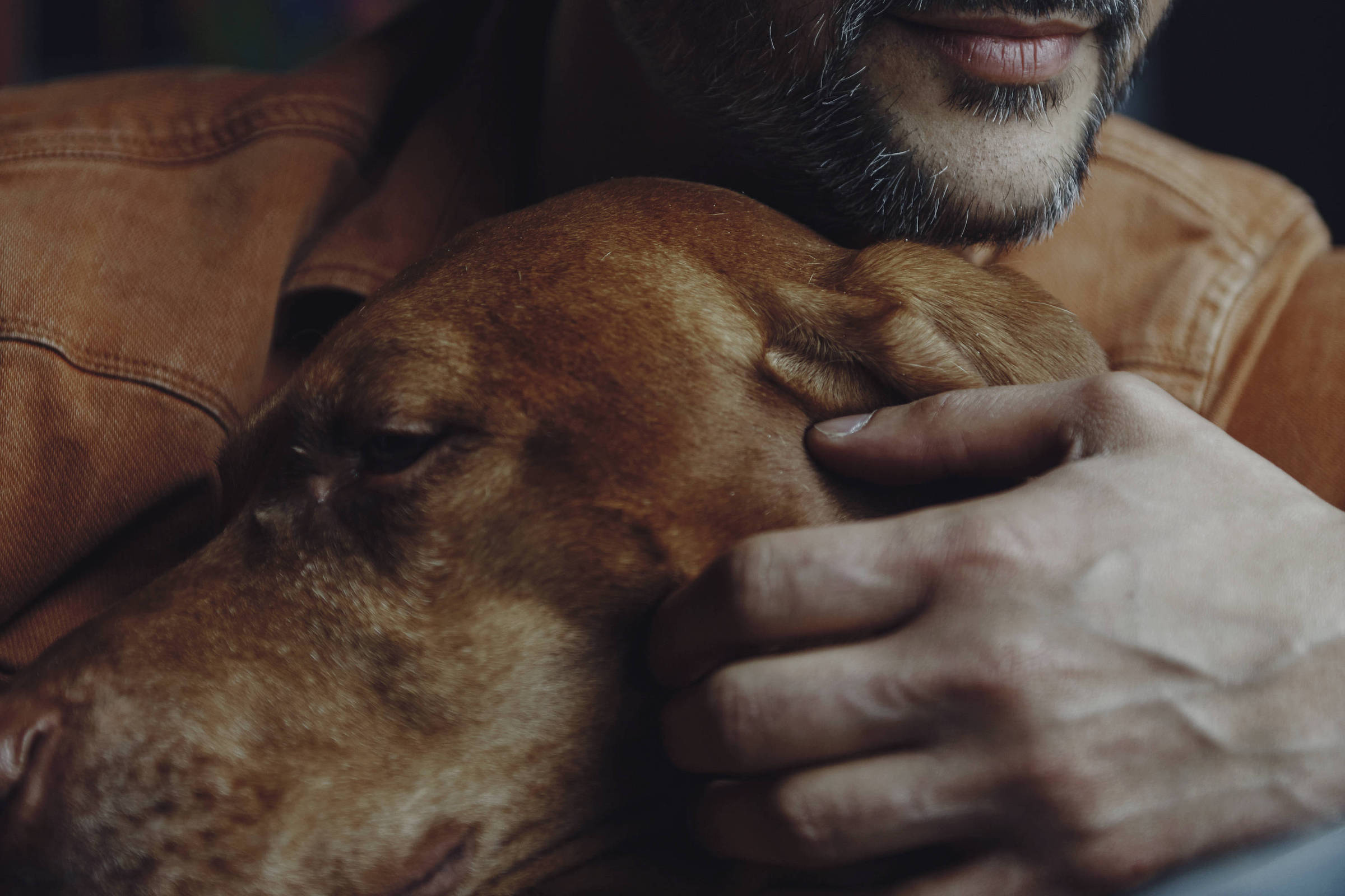 estudos-sugerem-que-animais-de-estimacao-mantem-seus-donos-mais-saudaveis