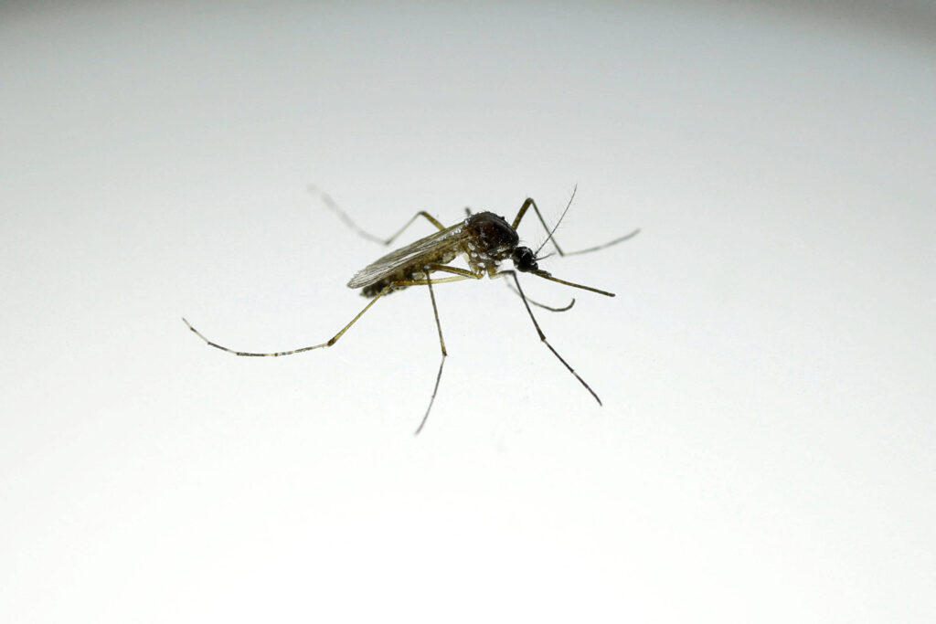 dengue-desacelera,-mas-mata-28-pessoas-no-brasil-em-2026