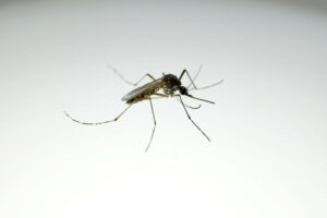 dengue-desacelera,-mas-mata-28-pessoas-no-brasil-em-2026
