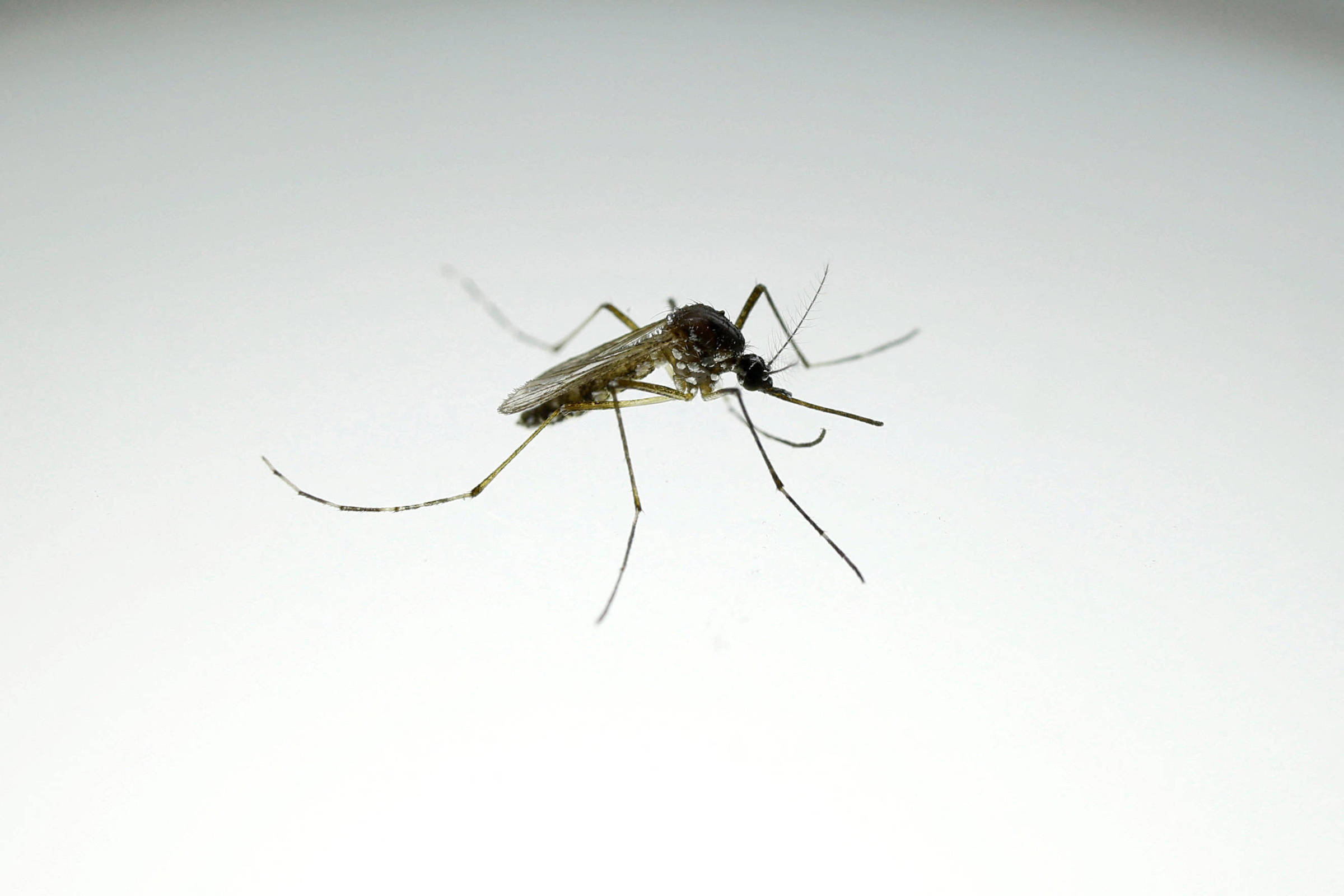 dengue-desacelera,-mas-mata-28-pessoas-no-brasil-em-2026