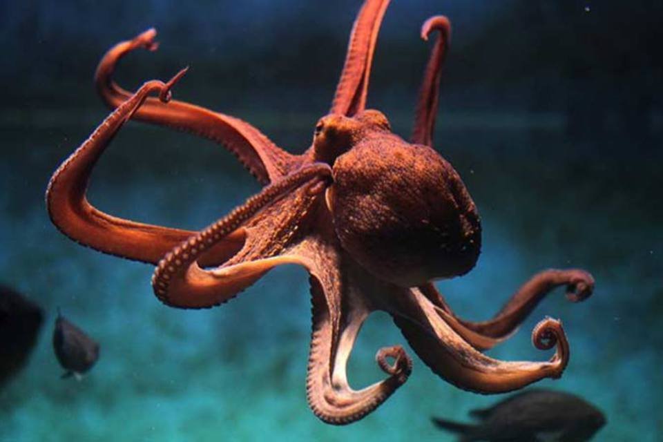 como-os-polvos-conseguem-abrir-potes-e-resolver-problemas-complexos