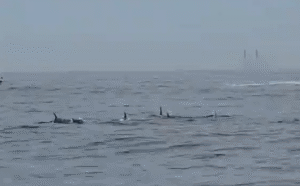 grupo-de-golfinhos-e-visto-em-ipanema-no-rj