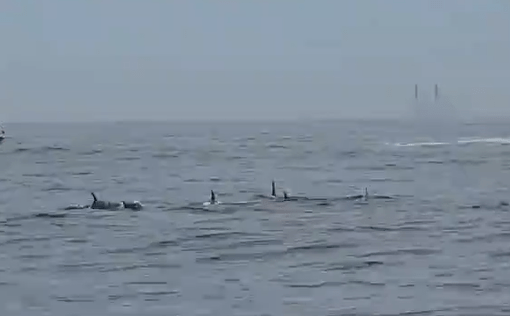 grupo-de-golfinhos-e-visto-em-ipanema-no-rj