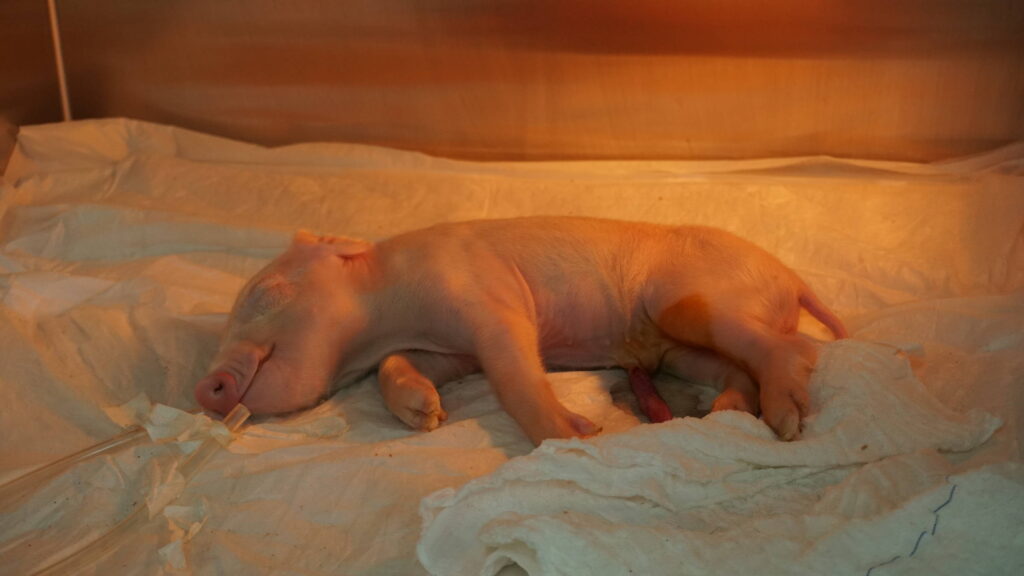 brasileiros-clonam-1o-porco-em-projeto-para-transplante-de-orgaos-suinos-em-humanos