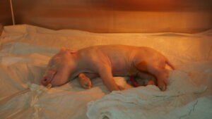 brasileiros-clonam-1o-porco-em-projeto-para-transplante-de-orgaos-suinos-em-humanos