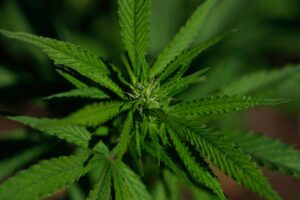 reforma-de-trump-para-maconha-e-fumaca-de-palha