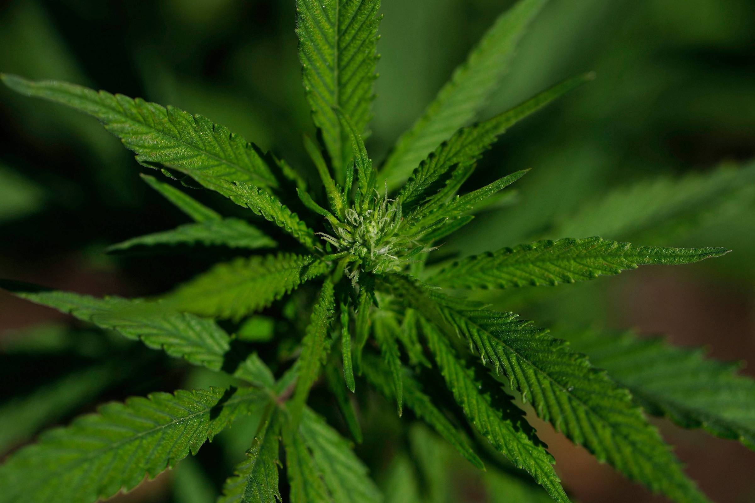 reforma-de-trump-para-maconha-e-fumaca-de-palha