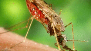 pesquisadores-sintetizam-moleculas-eficientes-no-tratamento-contra-malaria