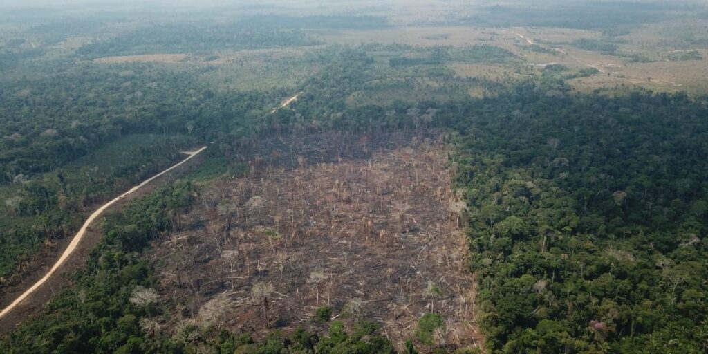 amazonia-registra-queda-de-35%-nos-alertas-de-desmatamento-em-junho
