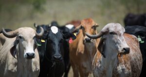 cna-vai-manter-investimentos-em-pesquisas-para-o-agro,-diz-joao-martins