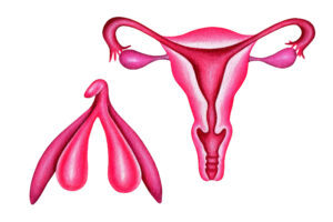 pela-primeira-vez,-cirurgia-reconstroi-clitoris-apos-cancer-de-vulva
