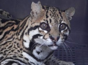 jaguatirica-atingida-por-mais-de-20-tiros-volta-a-natureza