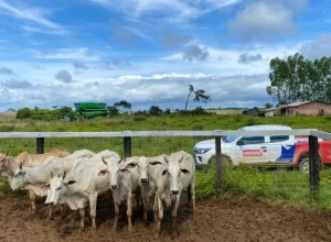 produtores-tem-ate-13-de-junho-para-atualizar-cadastro-de-animais-no-para