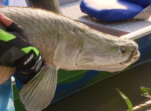 quilo-do-pirarucu-e-vendido-em-rondonia-por-r$-9,36-no-valor-medio