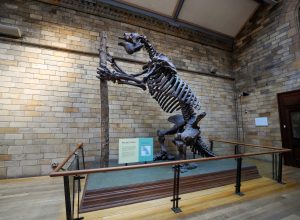 fossil-de-animal-pre-historico-desafia-o-que-sabemos-da-ocupacao-humana-nas-americas