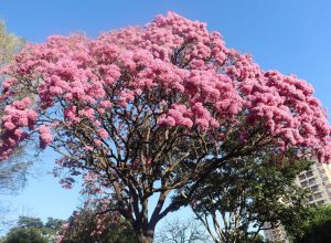 florada-do-ipe-encanta-moradores-e-colore-presidente-prudente-no-inverno;-veja-fotos