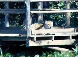 onca-pintada-jucara-e-flagrada-‘tomando-um-solzinho’-no-parque-estadual-do-morro-do-diabo;-video