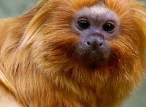 micos-leoes-dourados-resgatados-do-trafico-voltam-a-natureza micos-leoes-dourados-resgatados-do-trafico-voltam-a-natureza