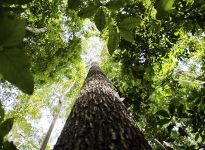 semana-da-amazonia-debate-desenvolvimento-rural-sustentavel semana-da-amazonia-debate-desenvolvimento-rural-sustentavel