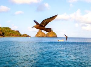 semana-do-meio-ambiente-em-fernando-de-noronha-tem-atracoes-gratuitas;-confira-programacao semana-do-meio-ambiente-em-fernando-de-noronha-tem-atracoes-gratuitas;-confira-programacao