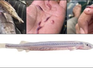 candiru:-conheca-mitos-e-verdades-por-tras-do-‘peixe-vampiro’-que-penetra-orificios-do-corpo-humano candiru:-conheca-mitos-e-verdades-por-tras-do-‘peixe-vampiro’-que-penetra-orificios-do-corpo-humano