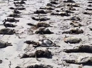 sp:-mais-de-100-pinguins-foram-encontrados-mortos-em-praias-do-litoral sp:-mais-de-100-pinguins-foram-encontrados-mortos-em-praias-do-litoral