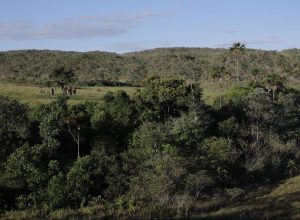 viva-maria-reforca-campanha-pela-protecao-do-cerrado viva-maria-reforca-campanha-pela-protecao-do-cerrado