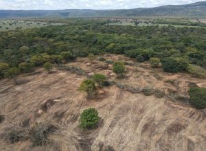 mais-de-tres-mil-hectares-de-caatinga-desmatados-ilegalmente-sao-embargados-na-bahia mais-de-tres-mil-hectares-de-caatinga-desmatados-ilegalmente-sao-embargados-na-bahia
