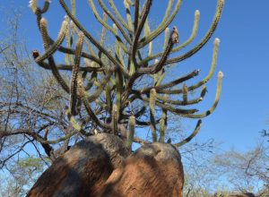 termina-amanha-a-cop-nordeste-que-reune-governadores-da-regiao termina-amanha-a-cop-nordeste-que-reune-governadores-da-regiao