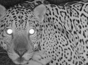 por-meio-de-‘impressao-digital’,-pesquisadores-mapeiam-oncas-pintadas-no-estado-de-sao-paulo por-meio-de-‘impressao-digital’,-pesquisadores-mapeiam-oncas-pintadas-no-estado-de-sao-paulo