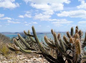 aumentam-as-usinas-de-energia-solar-nas-areas-de-caatinga aumentam-as-usinas-de-energia-solar-nas-areas-de-caatinga