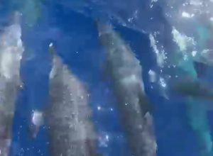 golfinhos-pintados-sao-registrados-em-fernando-de-noronha;-veja-video golfinhos-pintados-sao-registrados-em-fernando-de-noronha;-veja-video