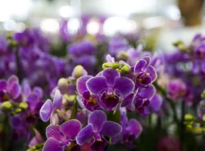 primavera-comeca-hoje-(22),-com-a-chegada-de-frente-fria primavera-comeca-hoje-(22),-com-a-chegada-de-frente-fria