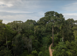 duas-startups-acreanas-sao-escolhidas-em-programa-que-destina-recursos-na-area-de-bioeconomia duas-startups-acreanas-sao-escolhidas-em-programa-que-destina-recursos-na-area-de-bioeconomia