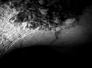 casos-de-morcegos-em-areas-urbanas-crescem-no-rio casos-de-morcegos-em-areas-urbanas-crescem-no-rio