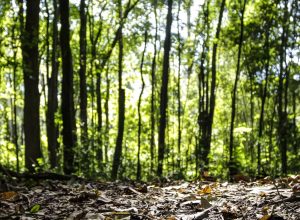 producao-florestal-do-pais-cresce-16,7%-e-chega-a-r$-44,3-bi-em-2024 producao-florestal-do-pais-cresce-16,7%-e-chega-a-r$-44,3-bi-em-2024