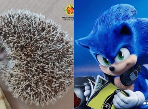 video:-filhote-de-ourico-que-inspirou-personagem-‘sonic’-e-resgatado-de-casa-no-distrito-federal video:-filhote-de-ourico-que-inspirou-personagem-‘sonic’-e-resgatado-de-casa-no-distrito-federal